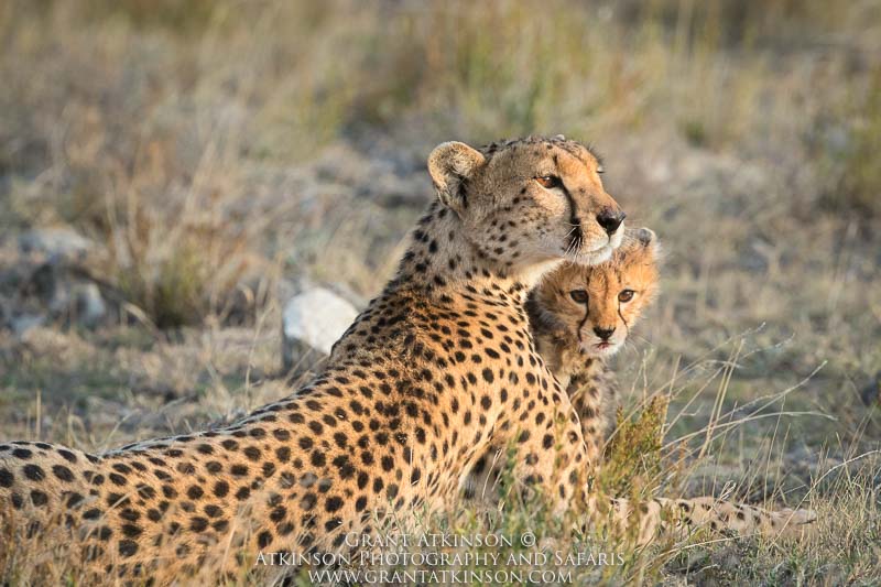 Cheetahs - Copyright © Grant Atkinson